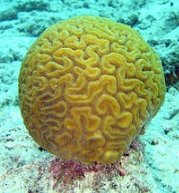 http://upload.wikimedia.org/wikipedia/commons/thumb/5/56/Brain_coral.jpg/200px-Brain_coral.jpg