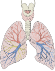 http://upload.wikimedia.org/wikipedia/commons/thumb/a/a1/Lungs_diagram_detailed.svg/220px-Lungs_diagram_detailed.svg.png