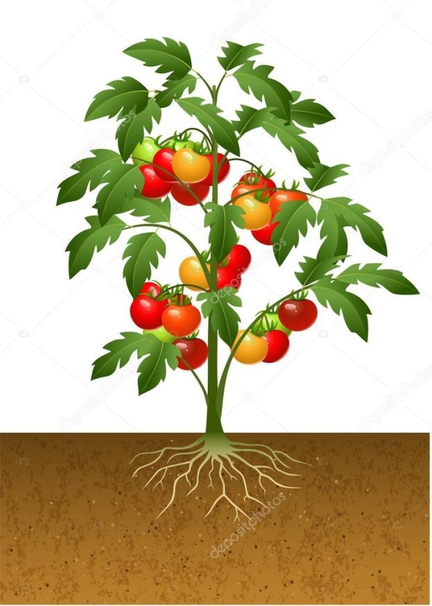 https://st3.depositphotos.com/7857468/12491/v/950/depositphotos_124913180-stock-illustration-tomato-plant-with-root-under.jpg