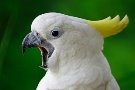 Громкий» попугай: почему питомец кричит и что с этим делать?