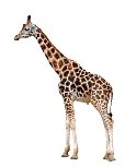 Жираф – описание, виды, где обитает, чем питается, фото