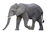 ᐈ Слона фото, фотографии слон | скачать на Depositphotos®