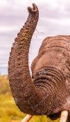 Хобот слона стоковое изображение. изображение насчитывающей слона - 71032239