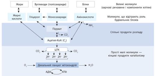 https://history.vn.ua/pidruchniki/zadorozhnij-biology-and-ecology-10-class-2018/zadorozhnij-biology-and-ecology-10-class-2018.files/image144.jpg