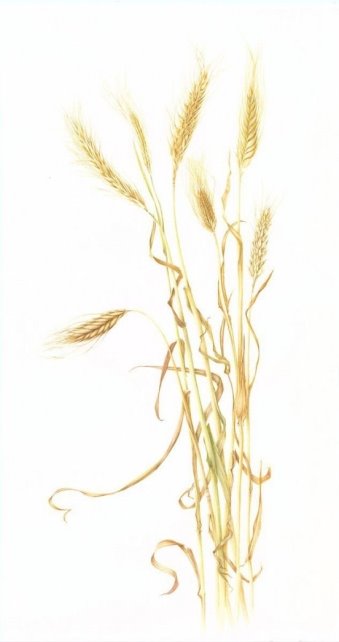 Edible grains (wheat barley rye oat) #grain #grain #tattoo