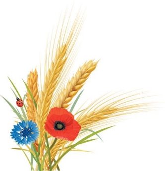 wheat-oat-and-barley-with-cornflower-poppy-and-ladybug-vector-id469692598â¦