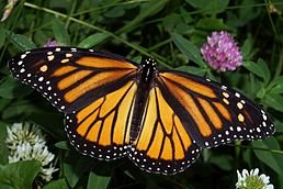 Монарх (метелик) — Вікіпедія