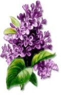 Free Lilac Clipart