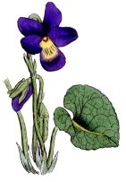Violets Clip Art