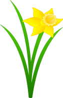 Daffodil Pictures - Clipart library