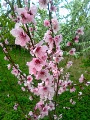 Картинки по запросу цветение персика фото