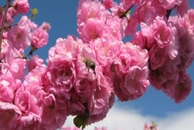 Картинки по запросу цветение сакурі фото