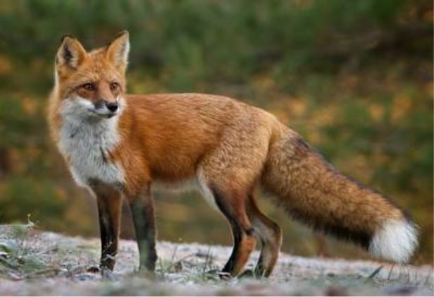 Картинки по запросу зображення лисиця