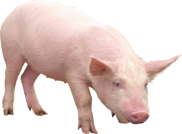 Картинки по запросу зображення свиня
