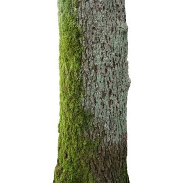 C:\Users\AMD\Saved Games\Desktop\50074267-tree-with-green-moss-trunk-isolated-on-white-.jpg