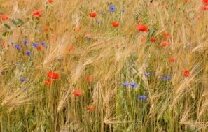 F:\Users\Lena\Desktop\17171461-wheat-poppies-and-cornflowers-in-the-field--Stock-Photo.jpg