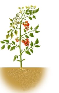 Картинки по запросу томат растение