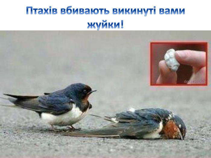Птахів вбивають викинуті вами жуйки!