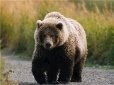 Картинки по запросу эстонский медведь