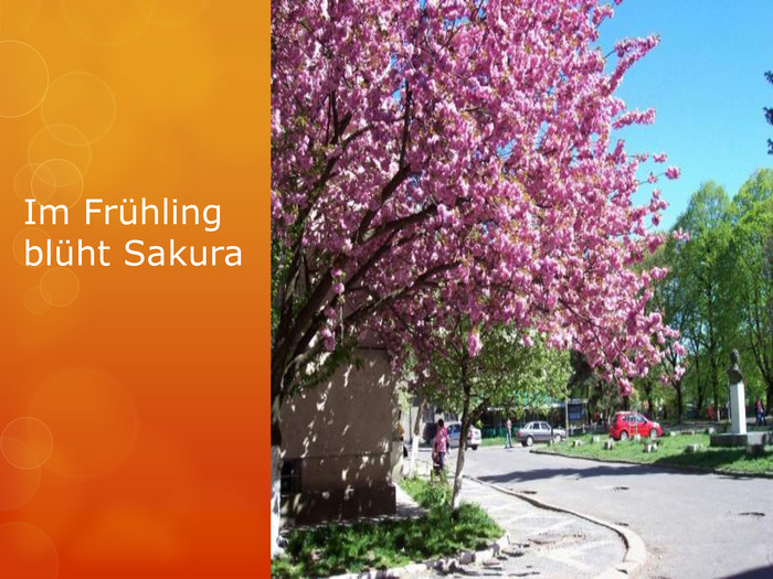 Im Frühling blüht Sakura