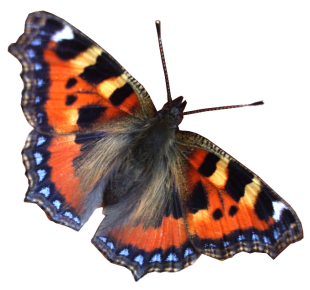 http://www.clker.com/cliparts/4/c/a/b/13049466891279284019butterfly.png
