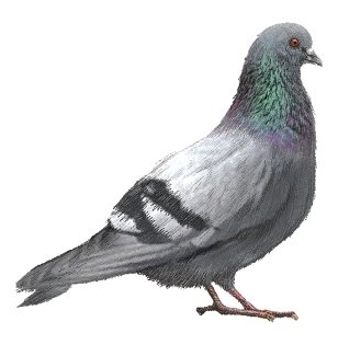 http://dasha46.narod.ru/Encyclopedic_Knowledge/Biology/Animals/Birds/1/Rock_Pigeon_Rock_Dove.jpg