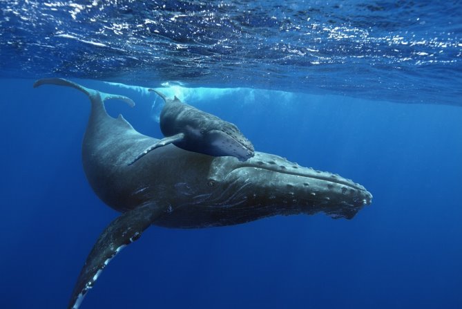 Картинки по запросу горбатий кит