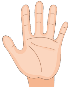 Рука Рука Человеческое тело Человеческий скелет, ладонь руки, фотография,  анатомия, модель руки png | Klipartz