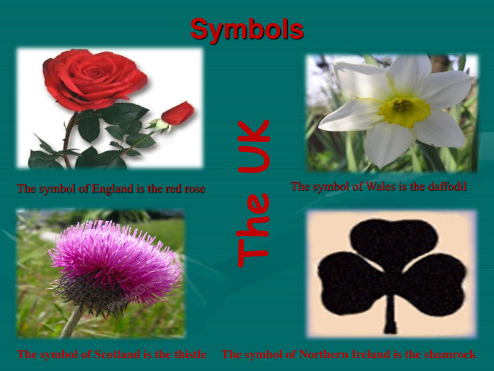 Symbols The symbol of England is the red rose The symbol of Scotland is the thistle The symbol of Wales is the daffodil The symbol of Northern Ireland is the shamrock 