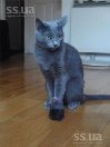 C:\Users\Надiя\Desktop\Новая папка (2)\animals-cats-russian-blue-1.800.jpg