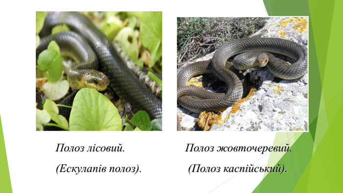 Полоз лісовий. Полоз жовточеревий.(Ескулапів полоз). (Полоз каспійський).