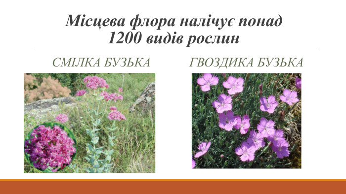 Місцева флора налічує понад 1200 видів рослин. Смілка бузька. Гвоздика бузька