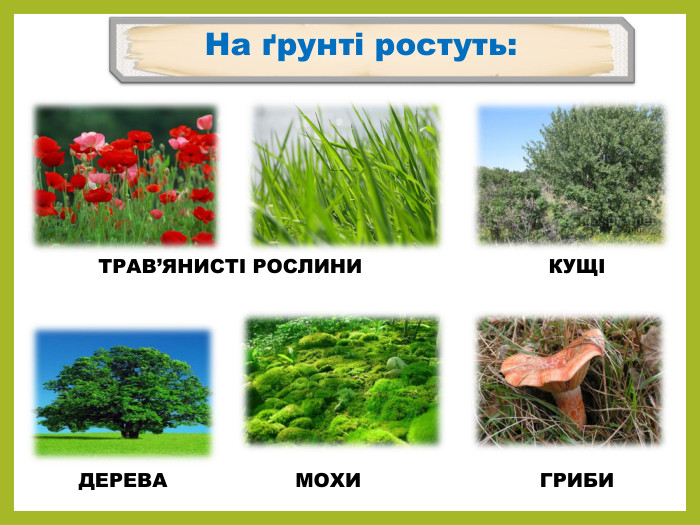 На ґрунті ростуть: ТРАВ’ЯНИСТІ РОСЛИНИ КУЩІДЕРЕВАМОХИГРИБИppt_xxshearppt_xr