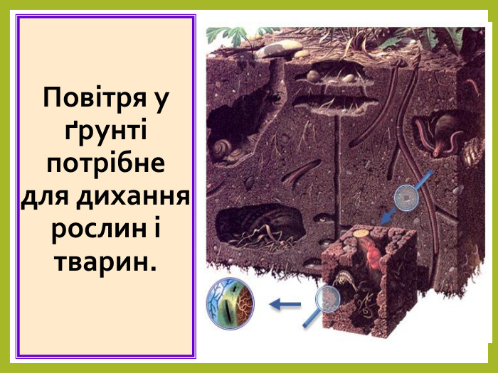 Повітря у ґрунті потрібне для дихання рослин і тварин. 
