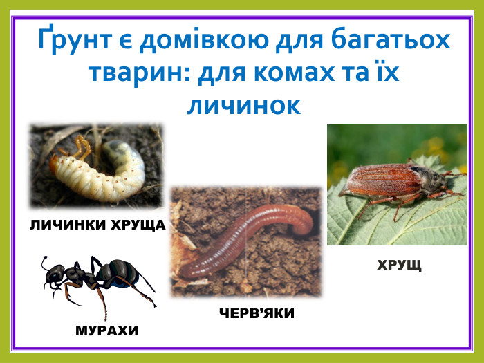 Ґрунт є домівкою для багатьох тварин: для комах та їх личинок. МУРАХИХРУЩ ЛИЧИНКИ ХРУЩАЧЕРВ’ЯКИ