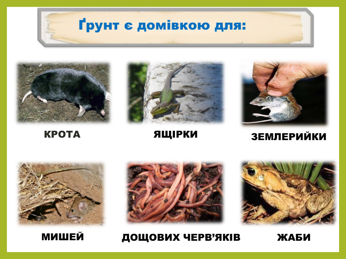 Ґрунт є домівкою для: КРОТА ЯЩІРКИ МИШЕЙДОЩОВИХ ЧЕРВ’ЯКІВЖАБИ ЗЕМЛЕРИЙКИ 