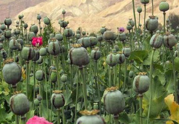 0402-Opium.jpg