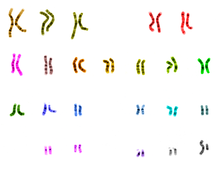 C:\Users\0\Desktop\все для презентацій\UCSC_human_chromosome_colours.png