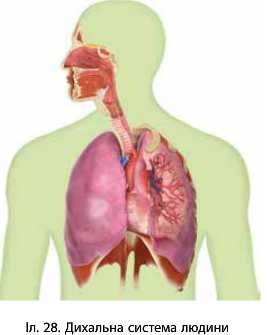 Результат пошуку зображень за запитом "система дихання система дихання система дихання"