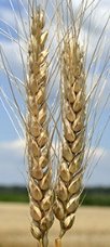 Результат пошуку зображень за запитом "пшениця"