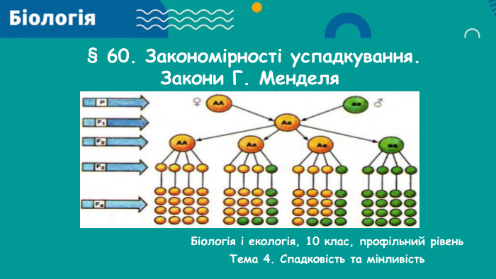  § 60. Закономірності успадкування. Закони Г. Менделя Біологія і екологія, 10 клас, профільний рівень. Тема 4. Спадковість та мінливість