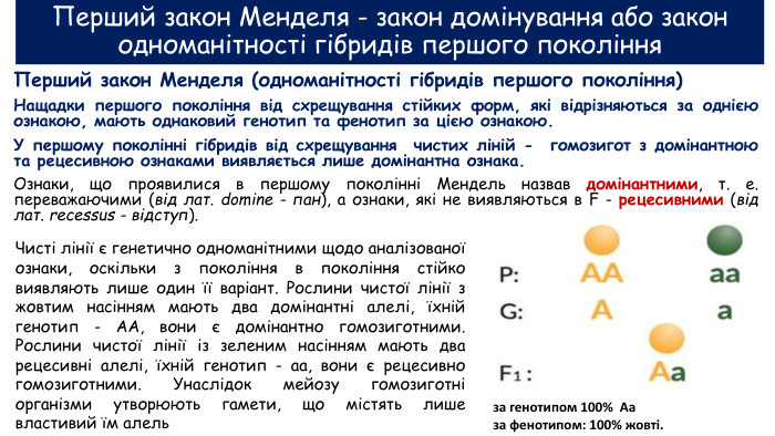 Перший закон Менделя - закон домінування або закон одноманітності гібридів першого покоління. Перший закон Менделя (одноманітності гібридів першого покоління)Нащадки першого покоління від схрещування стійких форм, які відрізняються за однією ознакою, мають однаковий генотип та фенотип за цією ознакою. У першому поколінні гібридів від схрещування чистих ліній - гомозигот з домінантною та рецесивною ознаками виявляється лише домінантна ознака. Ознаки, що проявилися в першому поколінні Мендель назвав домінантними, т. е. переважаючими (від лат. domine - пан), а ознаки, які не виявляються в F - рецесивними (від лат. recessus - відступ). Чисті лінії є генетично одноманітними щодо аналізованої ознаки, оскільки з покоління в покоління стійко виявляють лише один її варіант. Рослини чистої лінії з жовтим насінням мають два домінантні алелі, їхній генотип - АА, вони є домінантно гомозиготними. Рослини чистої лінії із зеленим насінням мають два рецесивні алелі, їхній генотип - аа, вони є рецесивно гомозиготними. Унаслідок мейозу гомозиготні організми утворюють гамети, що містять лише властивий їм алельза генотипом 100% Ааза фенотипом: 100% жовті.