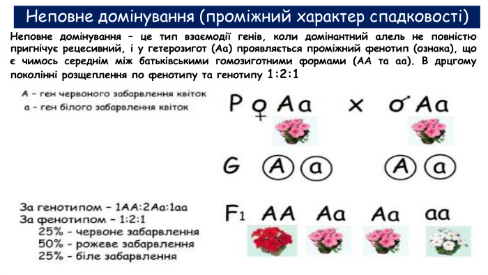 Неповне домінування (проміжний характер спадковості) Неповне домінування – це тип взаємодії генів, коли домінантний алель не повністю пригнічує рецесивний, і у гетерозигот (Аа) проявляється проміжний фенотип (ознака), що є чимось середнім між батьківськими гомозиготними формами (АА та аа). В дрцгому поколінні розщеплення по фенотипу та генотипу 1:2:1