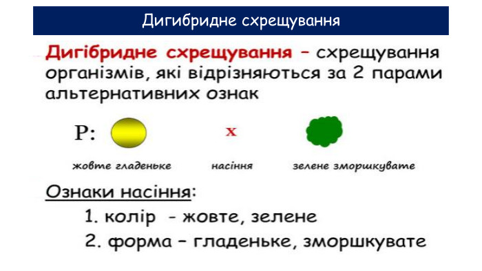 Дигибридне схрещування