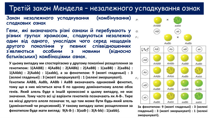Третій закон Менделя – незалежного успадкування ознак. Закон незалежного успадкування (комбінування) спадкових ознак. Гени, які визначають різні ознаки й перебувають у різних групах хромосом, спадкуються незалежно один від одного, унаслідок чого серед нащадків другого покоління у певних співвідношеннях з’являються особини з новими (відносно батьківських) комбінаціями ознак. У цьому випадку ми спостерігаємо у другому поколінні розщеплення за генотипом: 1(ААВВ) : 4(Aa. Bb) : 2(AABb) : 2(Aa. BB) : 1(aa. BB) : 2(аа. ВЬ) : 1(AAbb) : 2(Aabb) : 1(aabb), а за фенотипом: 9 (жовті гладенькі) : 3 (зелені гладенькі) : 3 (жовті зморшкуваті) : 1 (зелені зморшкуваті). Генотипи AABB, Aa. Bb, AABb і Aa. BB визначають однаковий фенотип, тому що в них міститься хоча б по одному домінантному алелю обох генів. Який алель буде в іншій хромосомі в цьому випадку, не має значення. Тому часто всі ці варіанти генотипів позначають як A-B-. Тире на місці другого алеля позначає те, що там може бути будь-який алель (домінантний чи рецесивний). У такому випадку запис розщеплення за фенотипом буде мати вигляд: 9(A-B-) : 3(aa. B-) : 3(A-bb) : 1(aabb). За фенотипом: 9 (жовті гладенькі) : 3 (зелені гладенькі) : 3 (жовті зморшкуваті) : 1 (зелені зморшкуваті).