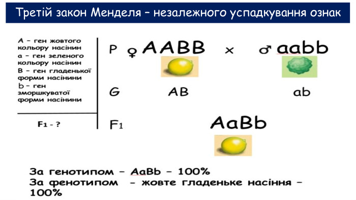 Третій закон Менделя – незалежного успадкування ознак 