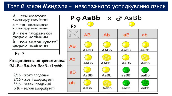Третій закон Менделя – незалежного успадкування ознак