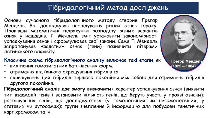 Гібридологічний метод досліджень. Основи сучасного гібридологічного методу створив Грегор Мендель. Він досліджував наслідування різних ознак гороху. Провівши математичні підрахунки розподілу різних варіантів ознак у нащадків, Г. Мендель зміг установити закономірності успадкування ознак і сформулював свої закони. Саме Г. Мендель запропонував «задатки» ознак (гени) позначити літерами латинського алфавіту. Класична схема гібридологічного аналізу включає такі етапи, яквиділення гомозиготних батьківських форм, отримання від їхнього схрещування гібридів та схрещування цих гібридів першого покоління між собою для отримання гібридів другого покоління. Гібридологічний аналіз дає змогу визначити: характер успадкування ознак (виявити тип взаємодії генів і встановити кількість генів, що беруть участь у прояві ознаки); розташування генів, що досліджуються (у гомологічних чи негомологічних, у статевих чи аутосомах); групи зчеплення й інформацію для побудови генетичних карт хромосом та ін. Грегор Мендель (1822 – 1884)