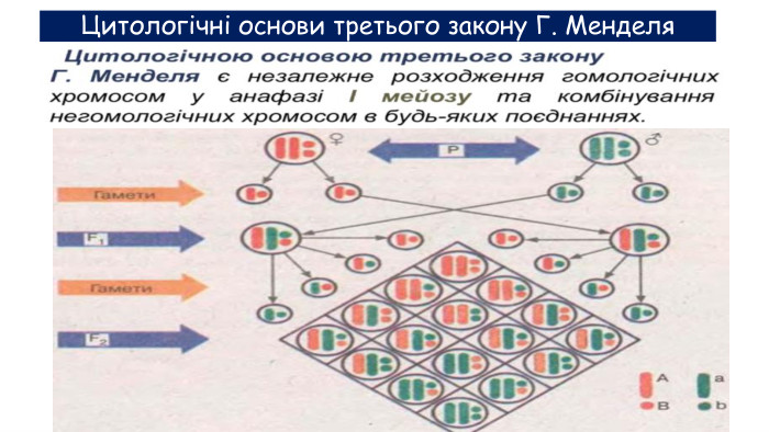 Цитологічні основи третього закону Г. Менделя