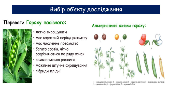Вибір об’єкту дослідження